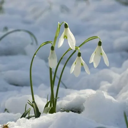 Διαμέρισμα Geppo San Domenico